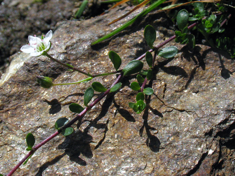 Arenaria biflora L. /Arenaria biflora.